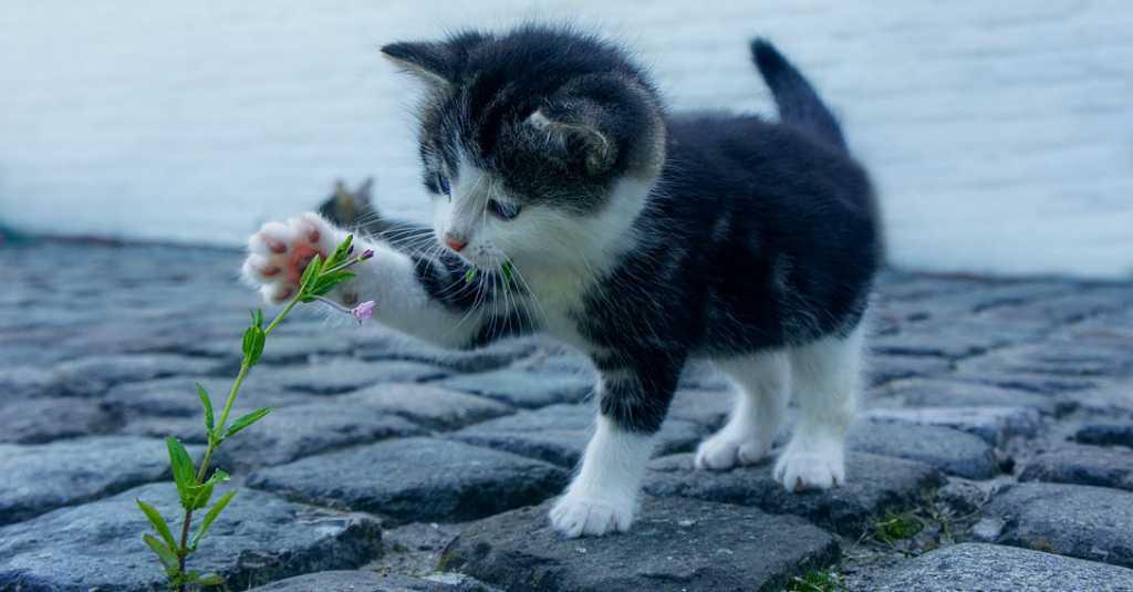 Lucunya... Hasil Studi Menyebutkan Kucing Mengenal Panggilan Namanya