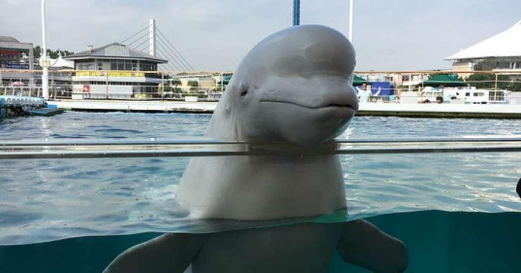 Rusia Bebaskan Ratusan Paus Beluga dari Penangkaran Komersil Ilegal