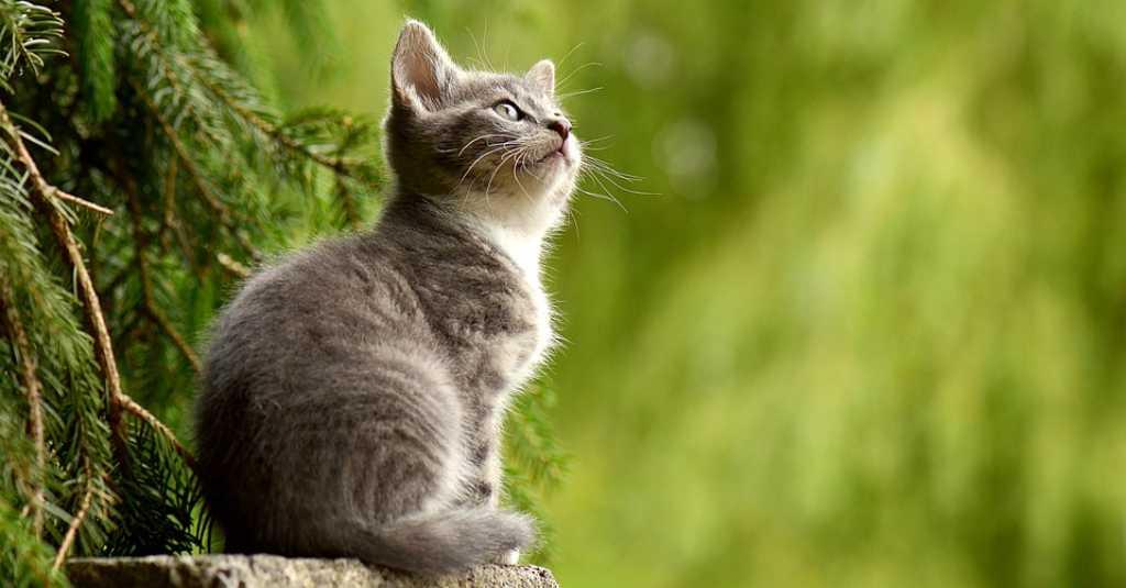 Gemesin Deh! Kucing Tahu Namanya Dipanggil, tapi Pura-pura Cuek
