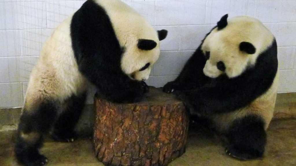 Viral Pasca Disuguhi Film Porno, 2 Panda Ini Kini Terlibat Politik