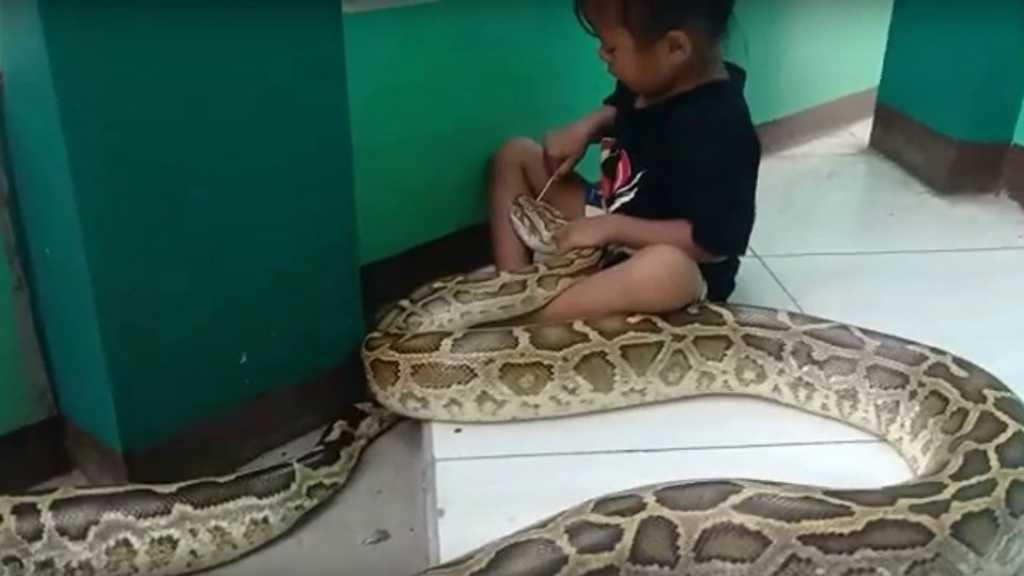 Dari Indonesia, Aksi Gadis Kecil dengan Piton Burma Jadi Buruan Dunia