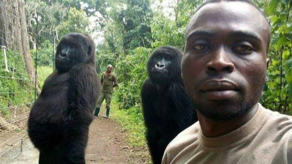 Momen Kocak Saat Dua Gorila di Kongo Selfie Bareng Penjaganya