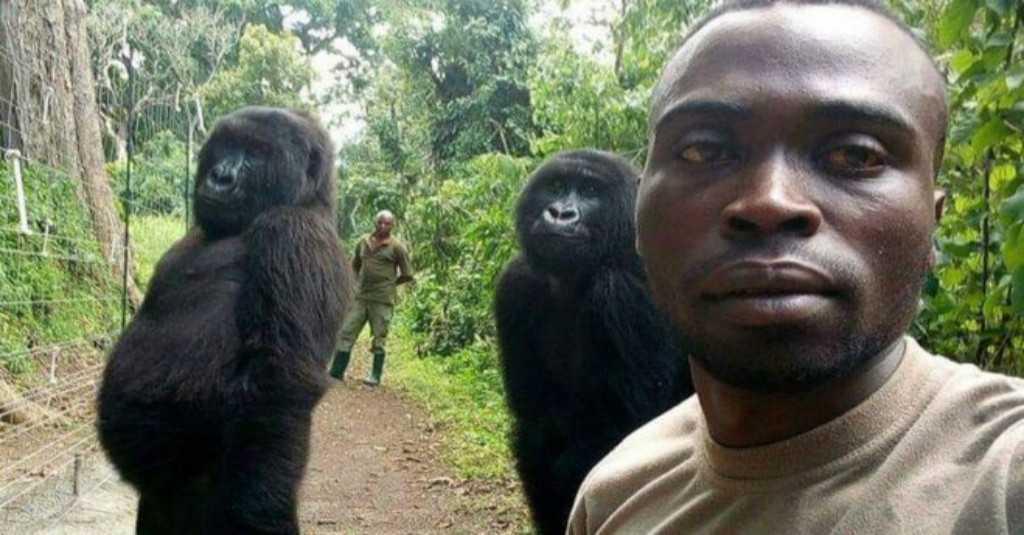 Mengenal Ndakaza dan Ndeze, 2 Gorila Selfie yang Viral di Media Sosial