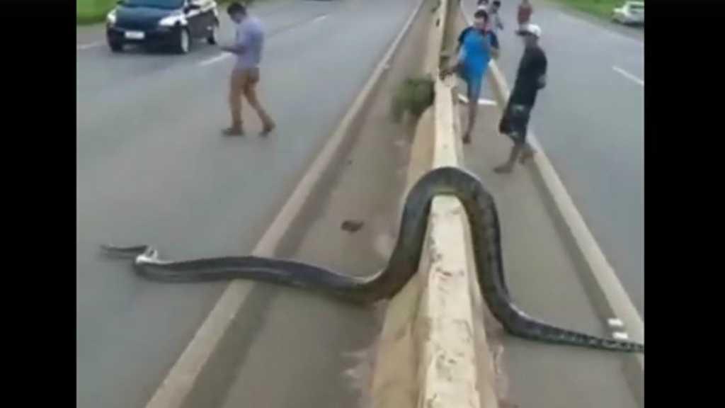 Anaconda Besar Bikin Geger Jalanan Brasil, Selow Banget