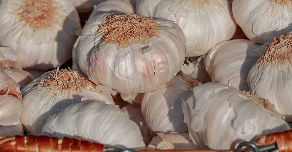 Harga Bawang Putih Picu Inflasi, Impor Mulai Masuk Bulan Ini