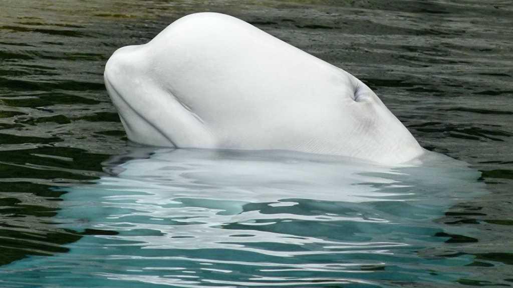 Paus Beluga Dicap Mata-mata Rusia Terlihat di Norwegia