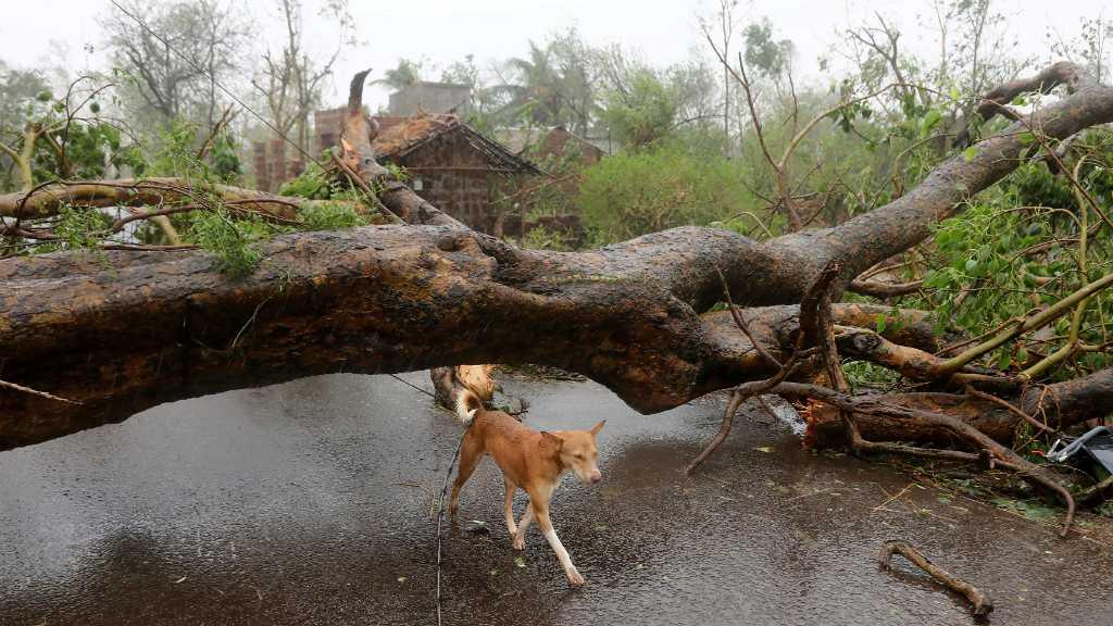 Korban Tewas Topan Fani di India Meningkat Jadi 29 Orang