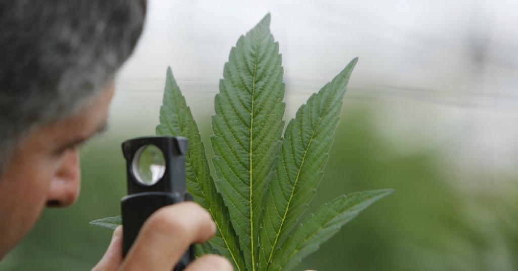 FB dan YouTube Lebih Pilih Pembunuhan daripada Penanam Ganja?