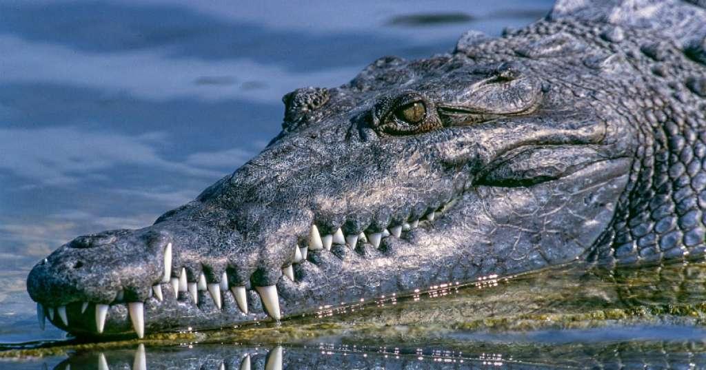 Seram, Alligator Ini Justru Jadi Santapan Serangga Besar Berwarna Pink