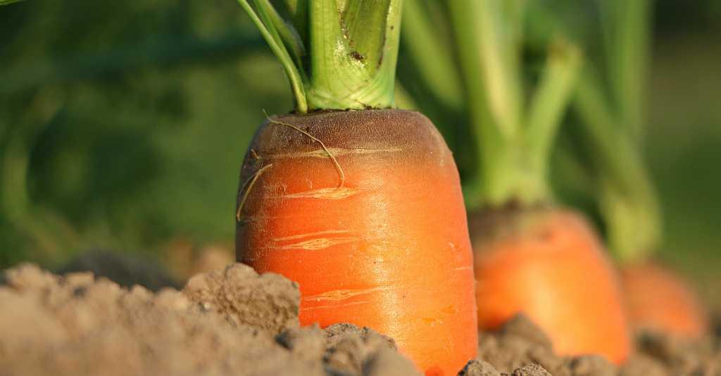 5 Manfaat Vitamin A untuk Kesehatan, Salah Satunya Membantu Reproduksi