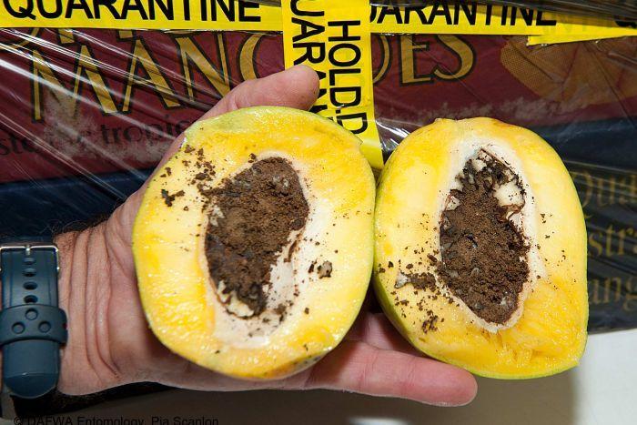 Gara-gara Pengunjung Tak Taat, Pendapatan Petani Australia Terancam