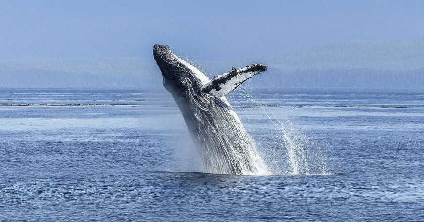 Puluhan Paus Mati Terdampar, Ilmuan: Perairan Kutub Utara Menghangat