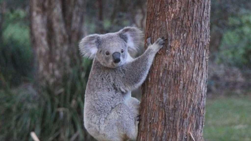 Koala di Australia Dipasangi KB Implan