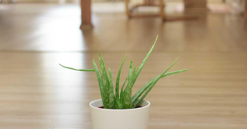 Bad Mood Saat Kerja? Pajang 5 Tanaman Ini dalam Ruangan Kantor Kamu