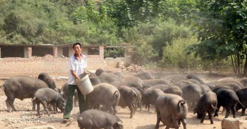 Berantas Wabah Demam Babi Afrika, Vietnam Eksekusi 1,7 Juta Ekor Babi