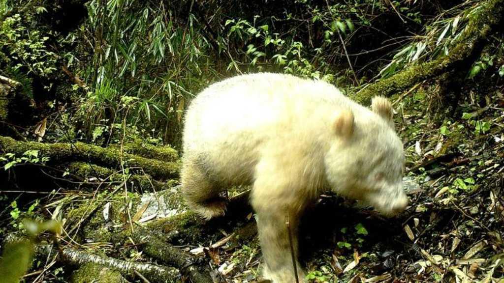 Pertama di Dunia! Seekor Panda Albino Terekam di Cagar Alam China