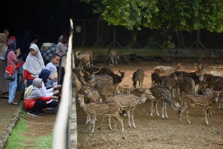 Pihak Ragunan Jakarta Anjurkan Pengunjung Tak Datang Pada 8-9 Juni