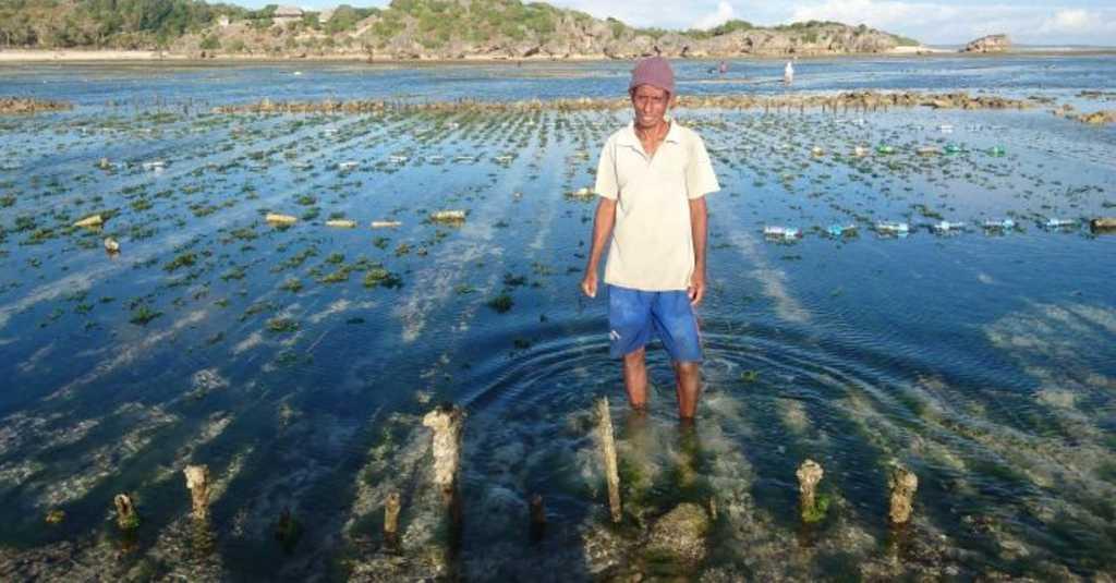 Rugi Rp2 Triliun, Petani Rumput Laut RI Gugat Perusahaan Australia