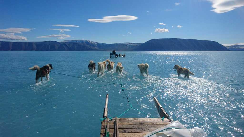Tengok Gambar Ini, Greenland pun Dilewati Anjing dengan Berbasah-basah