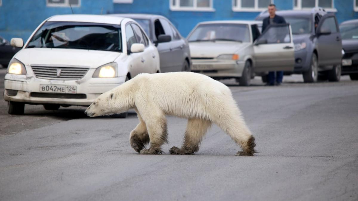 Ratusan Mil dari Habitat Asli, Beruang Kutub Muncul di Kota Siberia
