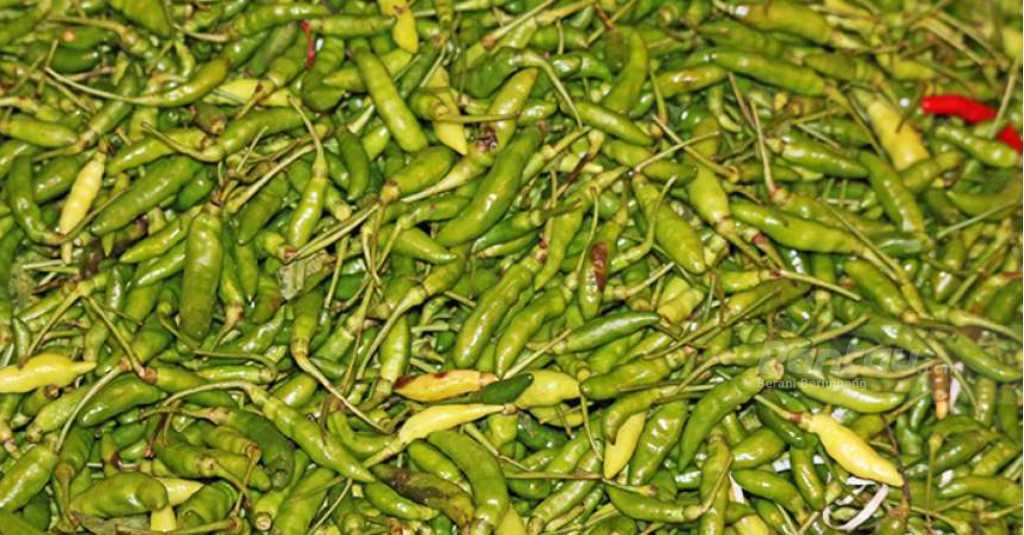 Harga Ayam Sih Turun, Tapi Cabai Rawit Naik Rp2.021 per Kilogram