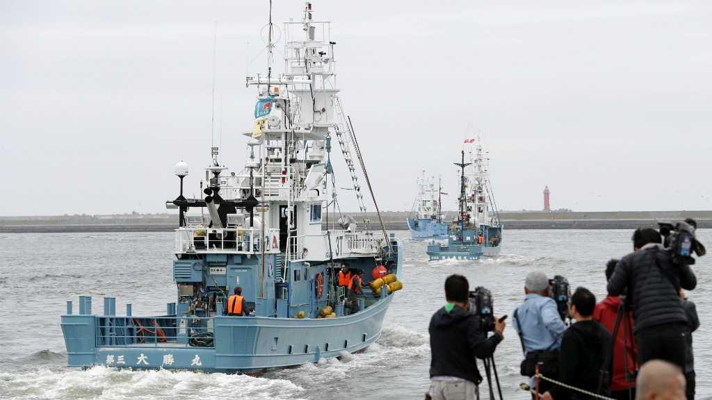 Setelah 30 Tahun, Jepang Kembali Berburu Paus Secara Komersial