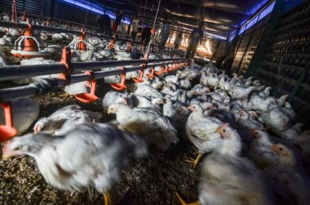 Tak Kunjung Laku! Peternak Nekat Sewa Lemari Pendingin Simpan Ayam