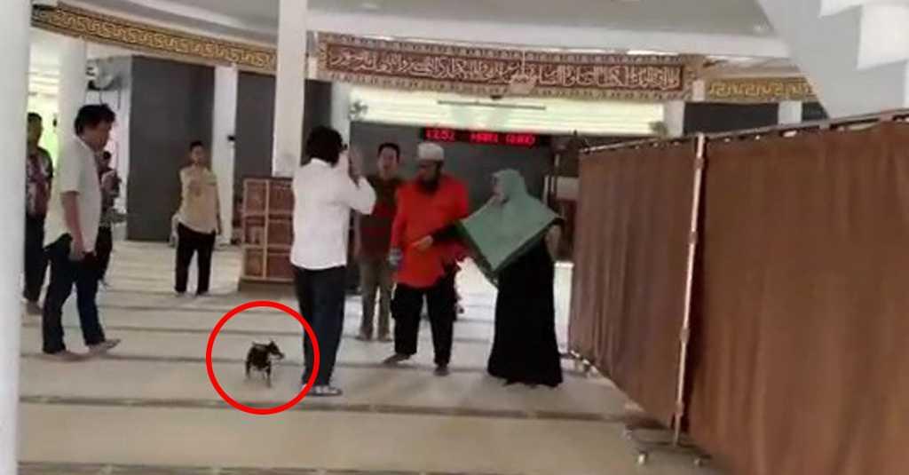 Selain Penistaan, DKM Laporkan Ibu Bawa Anjing ke Masjid 2 Kasus Ini