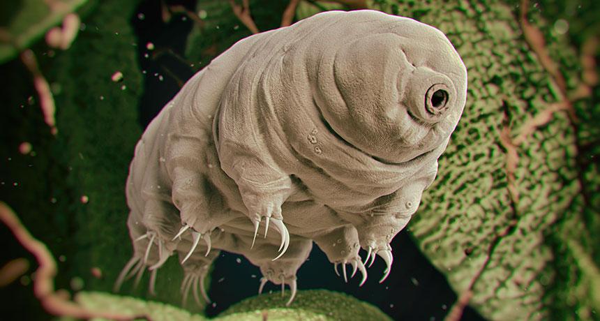 5 Fakta Tardigrada Hewan Terkuat yang Sulit Dimusnahkan