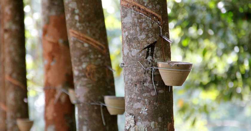 Jadi Produsen Karet Terbesar ke-2 Dunia, RI Harus Lakukan Hal Ini