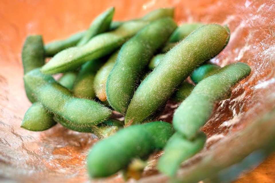 Asli dari China, RI Perdana Ekspor Kacang Edamame ke Belanda