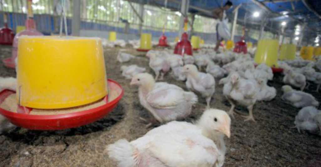 Bayangan Gulung Tikar Menghilang, Harga Ayam di Peternak Mulai Naik
