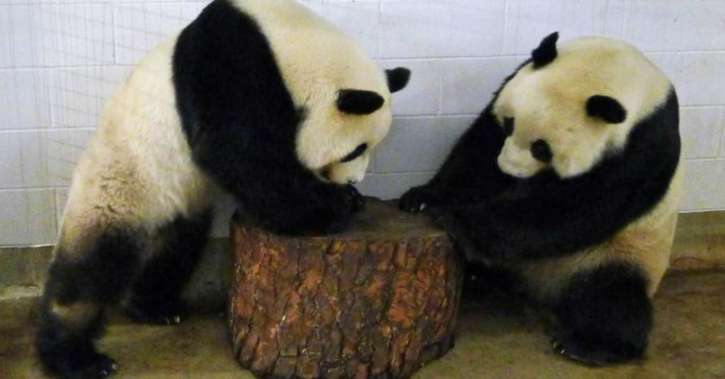 Kelas, 100 Panda China Jadi Duta Negara Dunia! Ada Indonesia Juga Lho