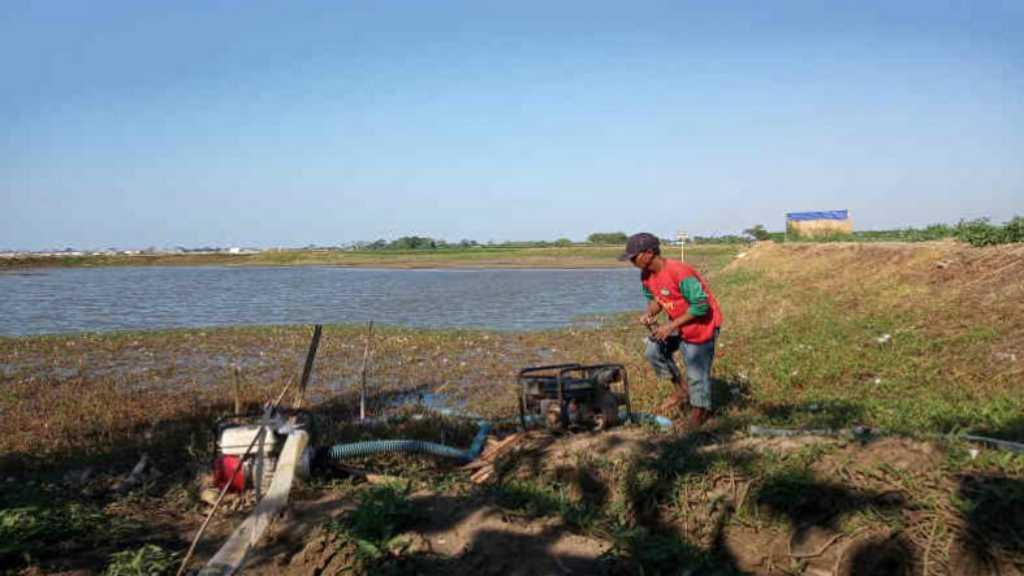 Ribuan Hektar Sawah di Indramayu Terancam Gagal Panen karena ...