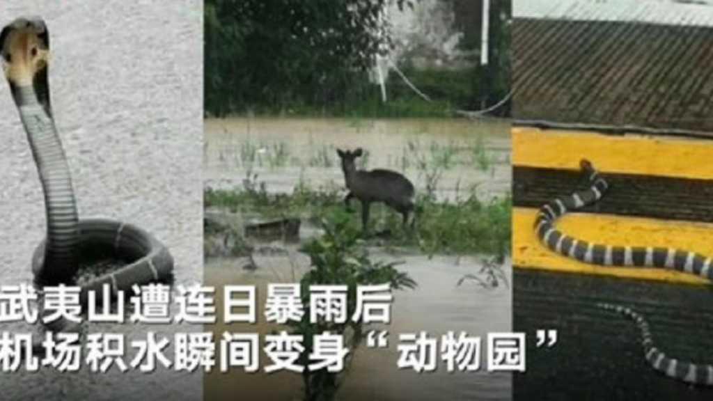 Nggak Cuma Manusia, Bandara Fujian China Juga Kedatangan Binatang Liar Lho