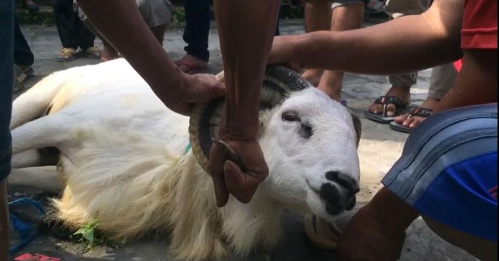Harga Kambing Naik Jelang Idul Adha
