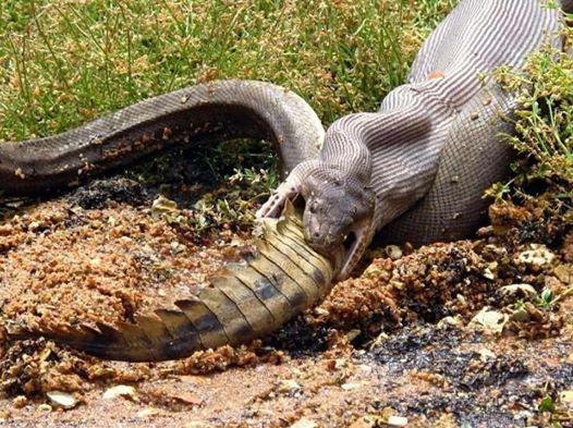 Ngeri, Foto Fenomenal saat Ular Piton Mangsa Buaya Hidup-hidup