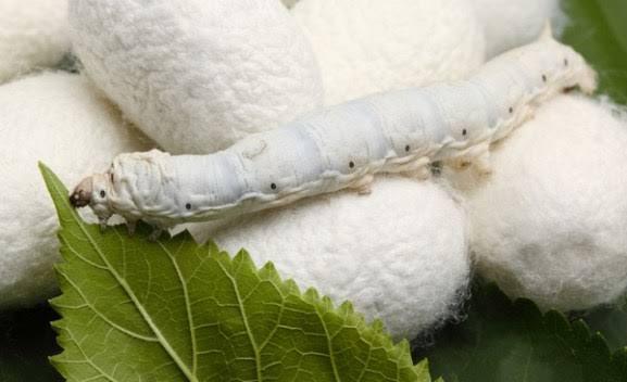 Peneliti Temukan Solusi Cegah Kanker dengan Mengonsumsi Serangga