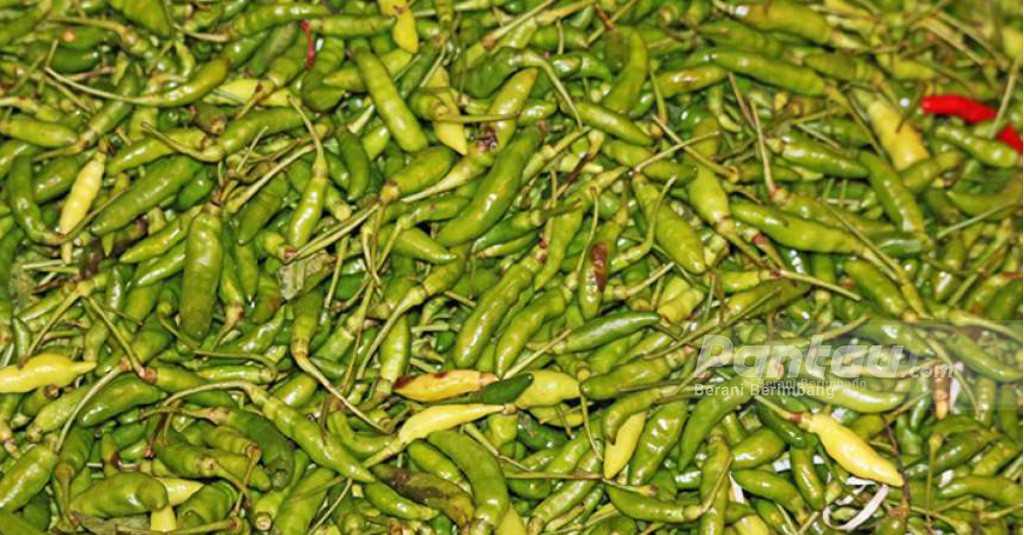 Wadaw! Harga Cabai di Kepri Tembus Rp95.000 per Kg, Harga Ayam Lewat