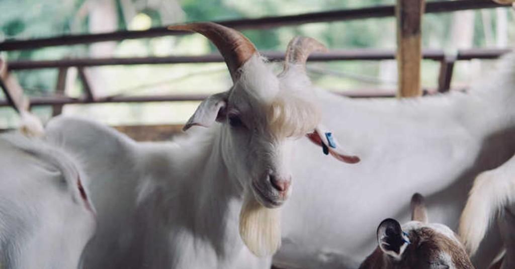 Jelang Idul Adha, Kambing Tampan Berponi bak Bintang K-Pop Bikin Heboh