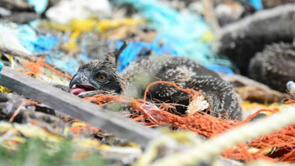 Miris! Burung Laut di Australia Ditemukan Buat Sarang dari Sampah Plastik