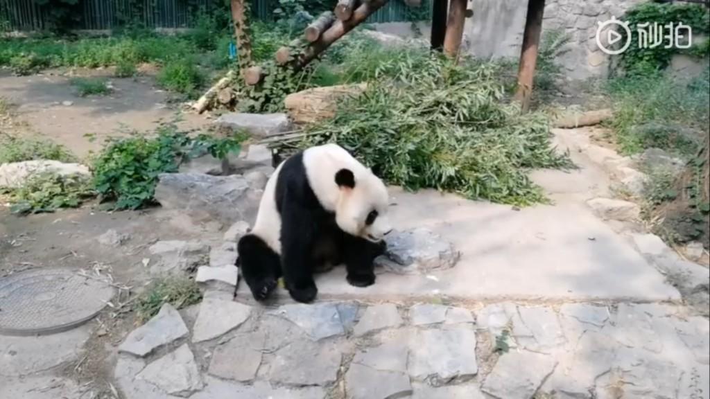 Tak Patut Ditiru! Pengunjung Ini Timpuki Panda dengan Batu