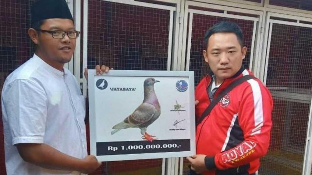 Merpati Seharga Rp1 Miliar Milik Orang Indonesia Disorot Media Asing