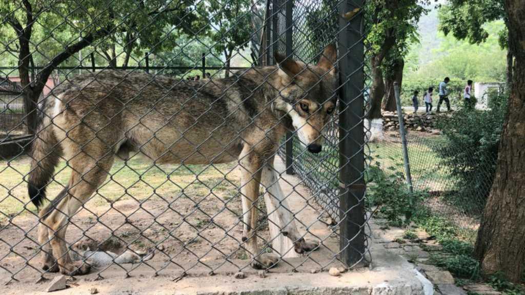 Gara-gara Serigala Kurus, Pakistan Terpecah Belah