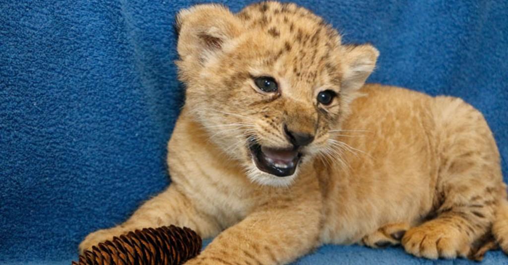 Mengenal Bahati, Singa Mungil yang Menjadi Inspirasi Simba 'The Lion King'