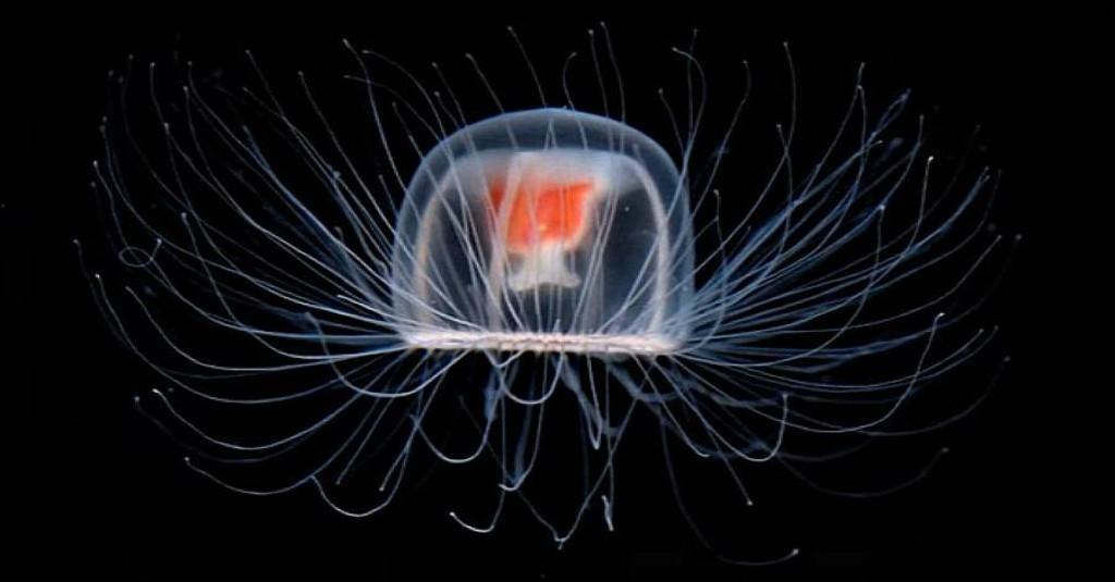 5 Fakta Ubur-Ubur Turritopsis Dohrnii, Mahkluk Laut yang Tidak Bisa Menua