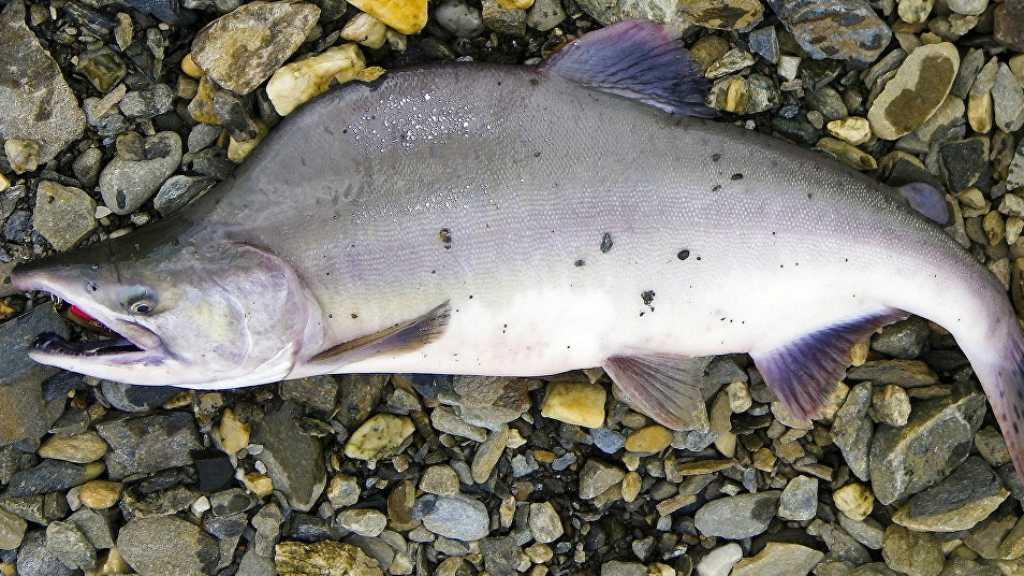 Mitos Invasi Salmon Rusia Bikin Ketakutan Norwegia