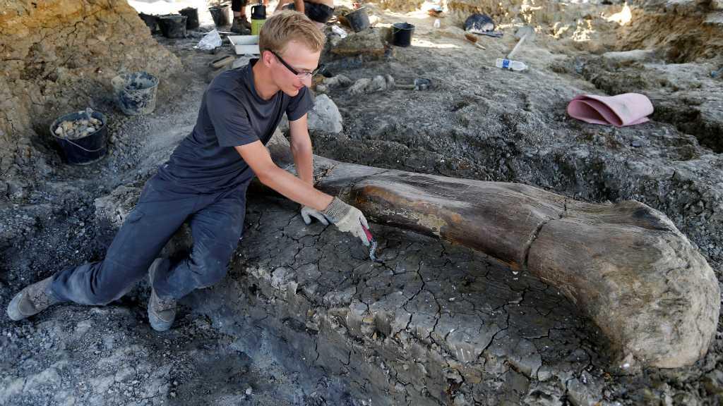 Begini Fosil Dinosaurus Leher Panjang Sauropoda yang Ditemukan di Perancis