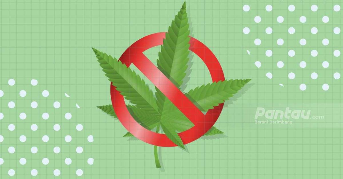Miris! Pemasok Ganja ke Kampus-kampus Ternyata Mahasiswa Berprestasi
