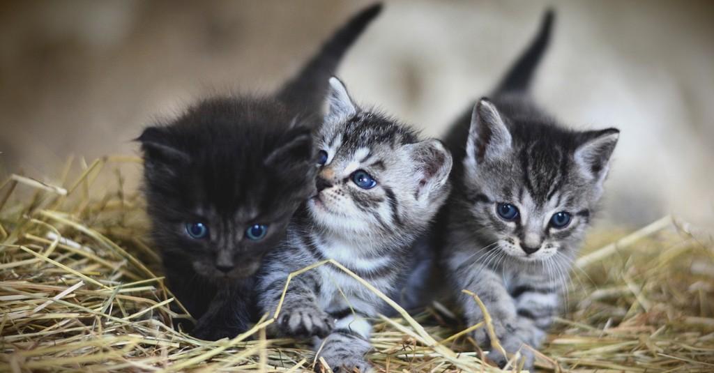 Selain Pria Makan Kucing, 5 Kasus Ini Juga Viral karena Si Meong